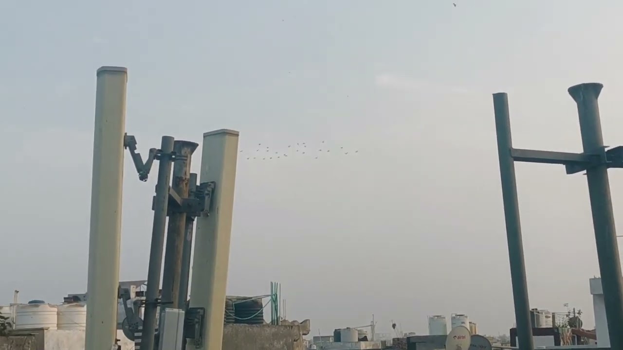 Bach Gaya Aaj बार-बार शादी का कबूतर 🕊️🕊️