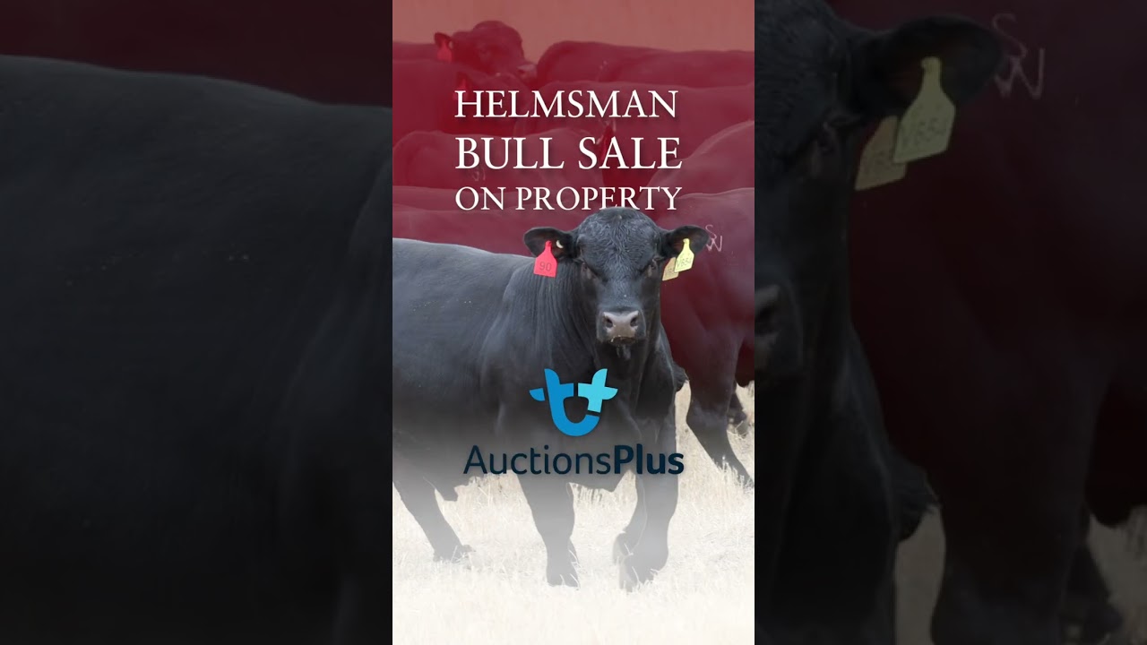 Murdeduke Angus 2025 Autumn Sale | Helmsman Online Sale