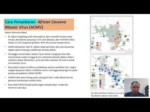 Video: Genom Yang Diselesaikan Oleh Haplotype Dari Kultivar Singkong Afrika Yang Tahan Terhadap Virus Geminivirus Dan Rentan