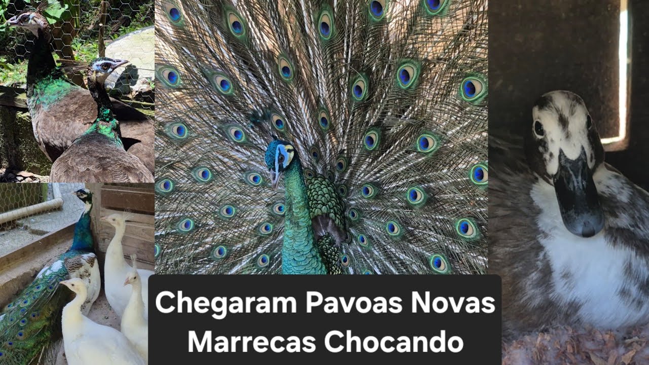 Todos nossos PAVÕES! | Sítio 5 Irmãos