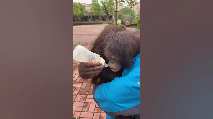 orangutan feeding猩猩吃奶 - 天天要闻