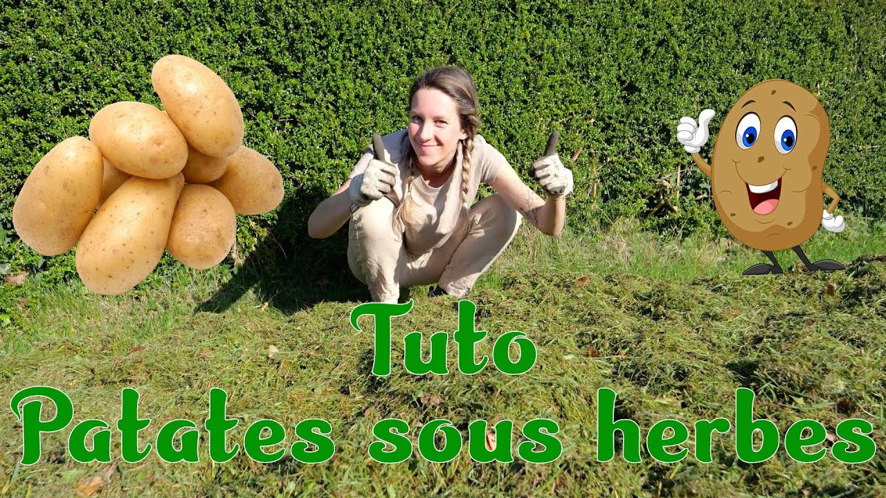 Pommes de terre sur gazon  !