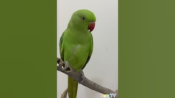 Thumbnail of Parrot Calling Sound 🦜 #parrot #viral #shorts