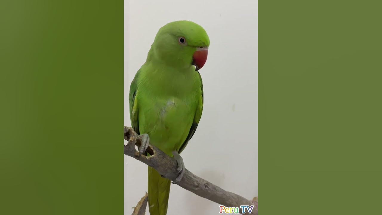 Parrot Calling Sound 🦜 #parrot #viral #shorts
