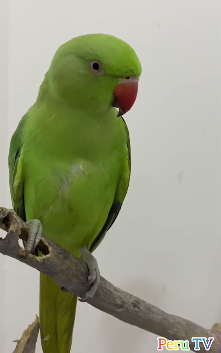Parrot Calling Sound 🦜 #parrot #viral #shorts