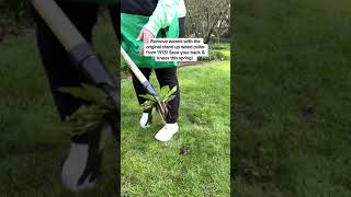 Grampa’s Weeder: The Effortless Way to Remove Weeds! 🌿