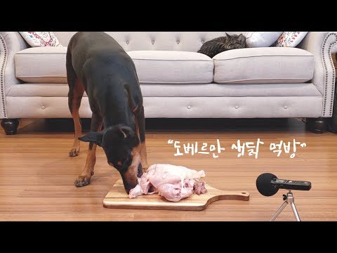도베르만 <strong>생닭</strong> 먹방 ASMR