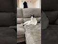 変な姿勢でも「ごはん」には返事をする猫 #猫 #cat #かわいい