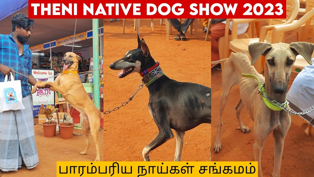 Theni Native Dog Show 2023 | நாட்டு நாய்கள் கண்காட்சி | Kombai ...