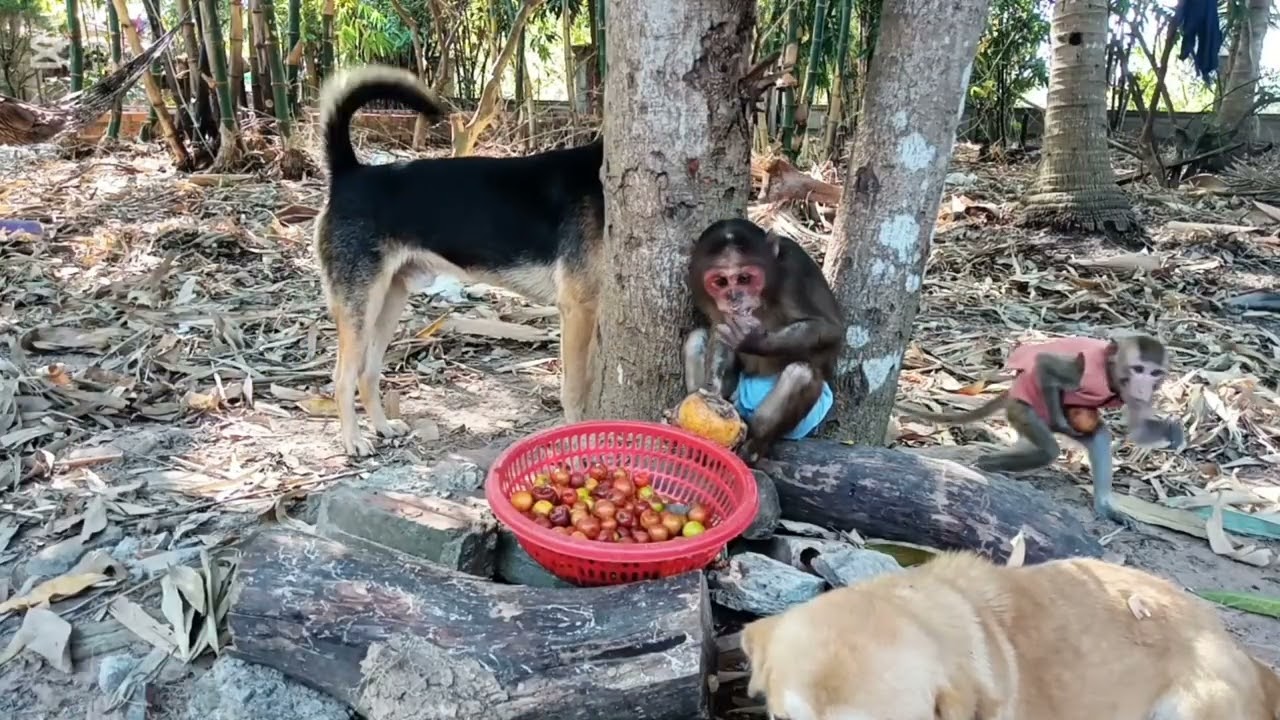 Monkey Yangkuo Baby Animals Playing Together Funny Moments #monkeylove #monkeyvideo #babymonkey