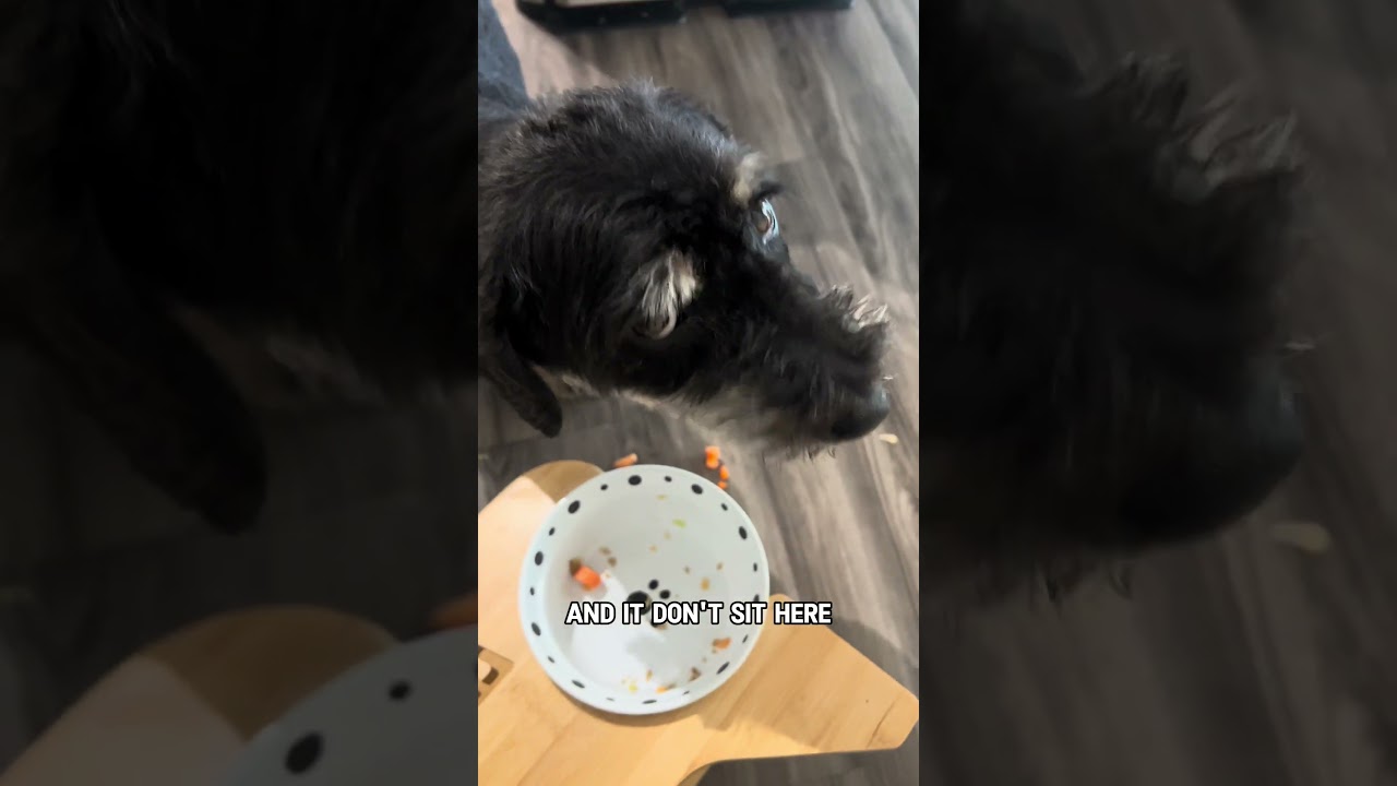 Milo turned 6 and now picks carrots out. Sir… this food is expensive. Aging is wild. 🥕🐶