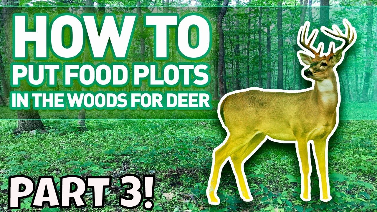 how to put Food Plots for deer in the woods! part 3 - YouTube