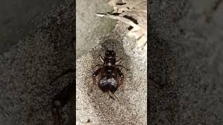 Download Lagu suara jangkrik | apa nya yang bunyi | jangkrik bos #short MP3