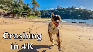 Victor The Australian Koolie Dog Runs On The Beach In 4K Crashes Into Camera In 4K Slow Motion