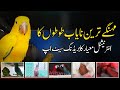 Large parakeet breeding setup alexandrine macaw cockatoo one  only muhammad ali walay