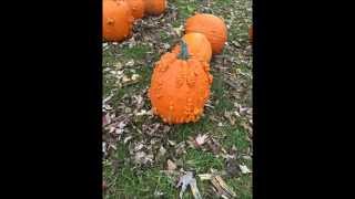 Pumpkin Patch Express Highlights Video 2014