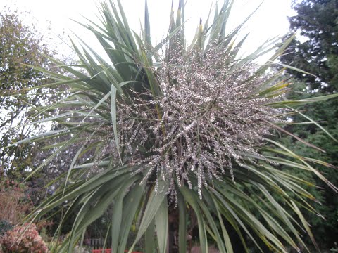 فيديو: Grow Cordyline Indivisa في الداخل - أشجار الكرنب الجبلية الداخلية