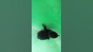 Tiếng chim chằng nghịch con