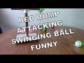 😍🦜RED RUMP ATTACKING  SWINGING BALL FUNNY🦜