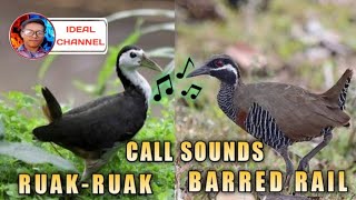 Tunog ng dalawang Tikling / Ruak-ruak & Barred rail / ( Ideal Channel mix vlog )