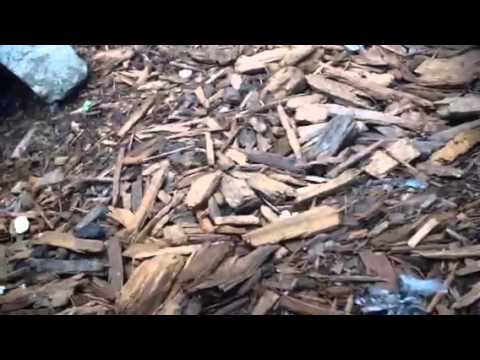 tarantula spider Baby Indo Blue Tongues