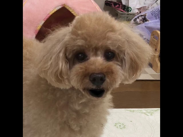 しゃべる犬 関西弁 ハル 54 背伸びして おしゃべりペット Youtube