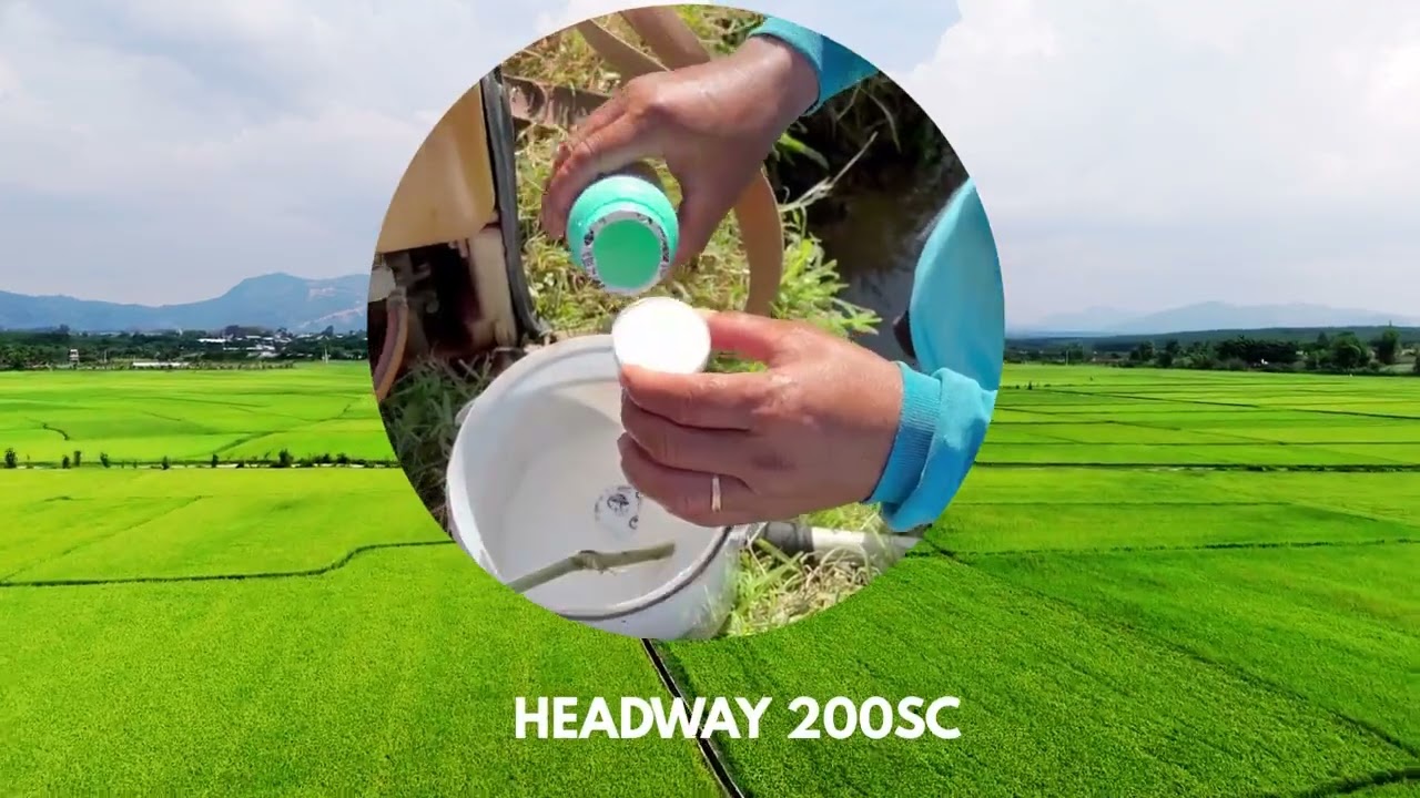 Headway + Liberty Khóa chặt đạo ôn, chặn đứng cháy lá