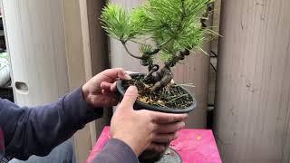 How to style and shape bonsai Japanese black pine mini stock twisting trunk development process