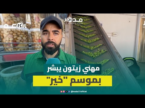 حصاد وفير يبشر بارتفاع العرض وانخفاض أسعار زيت الزيتون بالمغرب