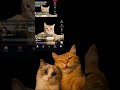 На этот раз ￼рил котик появляется:3
