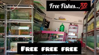 Friday Free Fishes in tamil// Today winner 🔥🔥 #aquarium #fish #offer