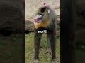 3 Most Dangerous Monkeys in the World! #viralshorts #trending #animals #facts #monkey
