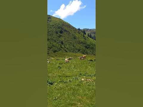 Альпийские Коровы - YouTube