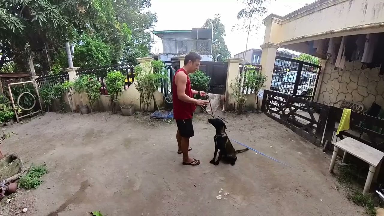 Reporting Video to Our Client: LUNA (BELGIAN MALINOIS) REPORTING VIDEO