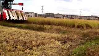 YANMAR AG7114 酒米『雄町』すみ刈り