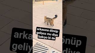 Arkasına Dönüp Bakıyo Bi De Şfetbeniöneçıkar Şfetteyiz Şfetedüş I