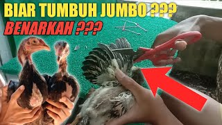 PAKAN 4YAM UMUR 1 BULAN || TINGGI B3ROTOT INI DIA RAHASIANYA. 