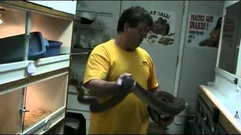 Henry Piorun checks out his Het Albino Carpets, Olive Pythons and some Ball Pythons