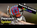 Rainbow Peacock Spiders | They have nature&#39;s smallest rainbow!!