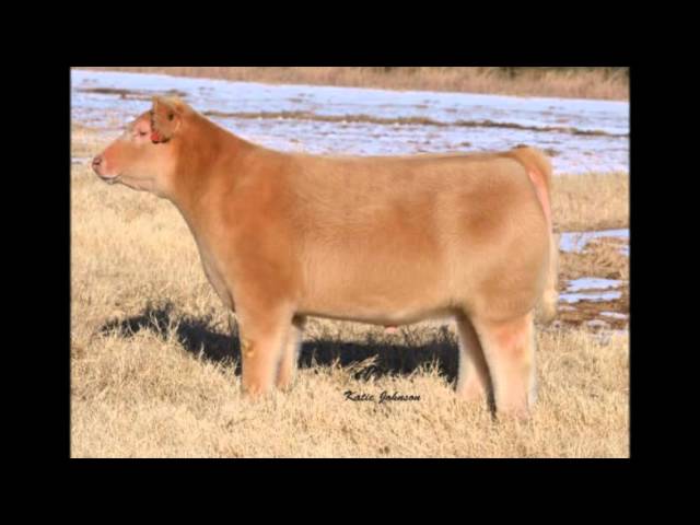 Плюшевая порода коров Plush breed cows