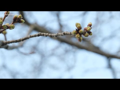 Video: Produceren kersenbloesembomen kersen?