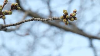 Do cherry blossom trees produce cherries? | VERIFY screenshot 4