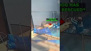 This Worker Accidentally Saved A Drowning Dog #dog #save #rescue