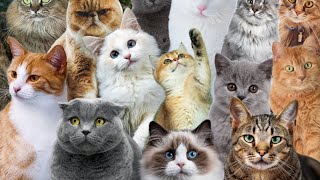 Exploring the Cat World: Unveiling Amazing Secrets and Unseen Delight