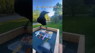 How To Befriend Crows Day 12