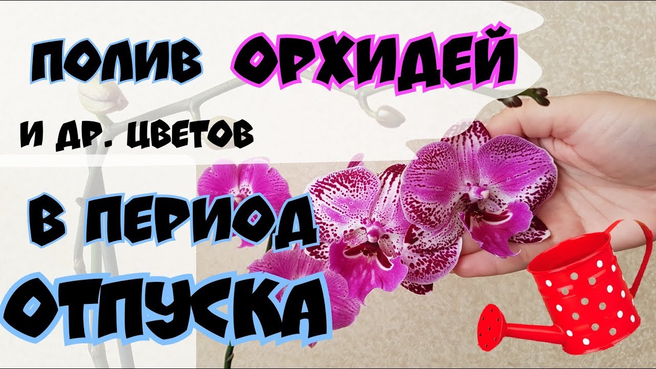 Как поливать орхидеи и др. цветы в период отпуска | Watering orchids