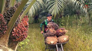 Seharian Panen Sawit Dan Langsung Jual Buahnya Ke Pabrik