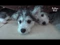 Hustese? Maltsky? See The Unreal 'Husky-Maltese Mix Puppies' (Part 2) | Kritter Klub