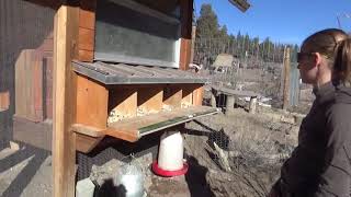 coop chicken wind proof bear winter