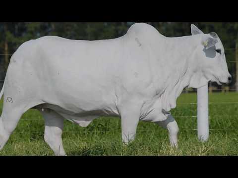 LOTE 27 - CSCF 8464